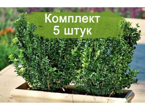 Комплект 5шт  / Бересклет Грин Спайр