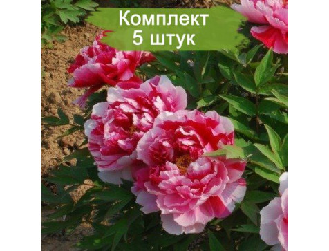 Комплект 5шт / Пион древовидный Шиманишики (Shimanishiki) - Б/К Комплект 5шт / Пион древовидный Шиманишики (Shimanishiki) - Б/К