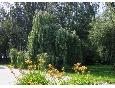 Ива плакучая (зеленая) Ива плакучая (зеленая)